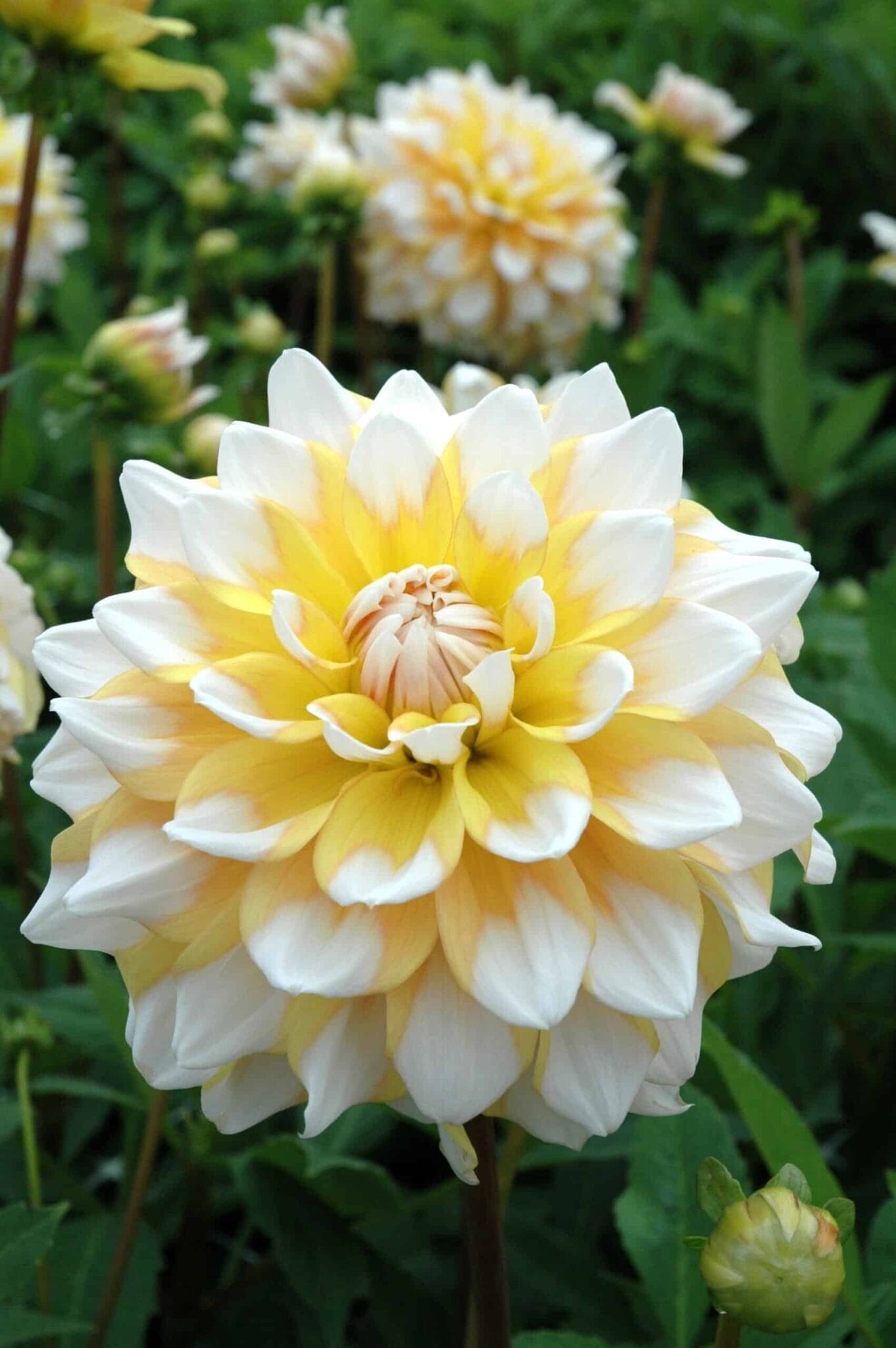 Dahlia Seattle