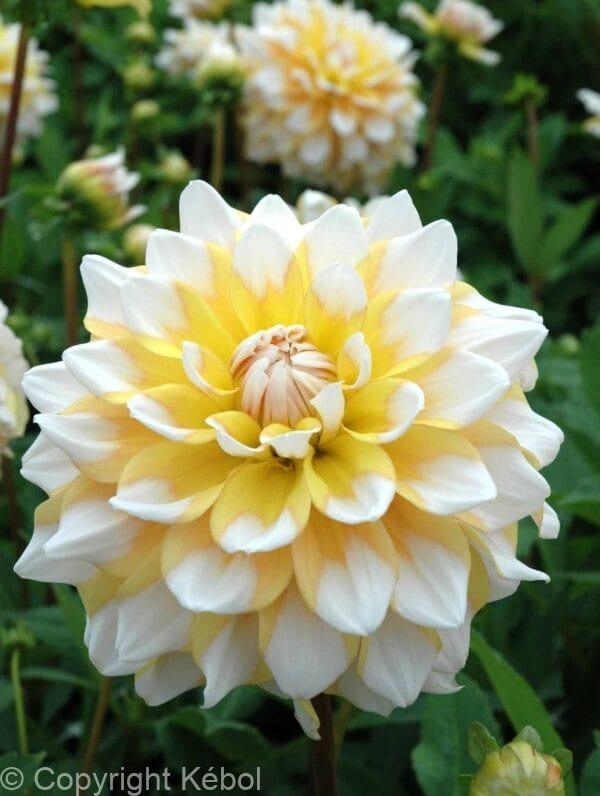 Dahlia Seattle