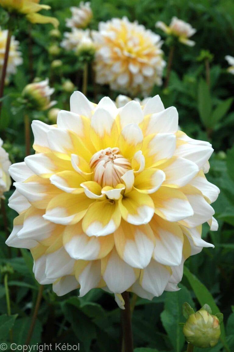 Dahlia Seattle
