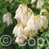 Dicentra Aurora