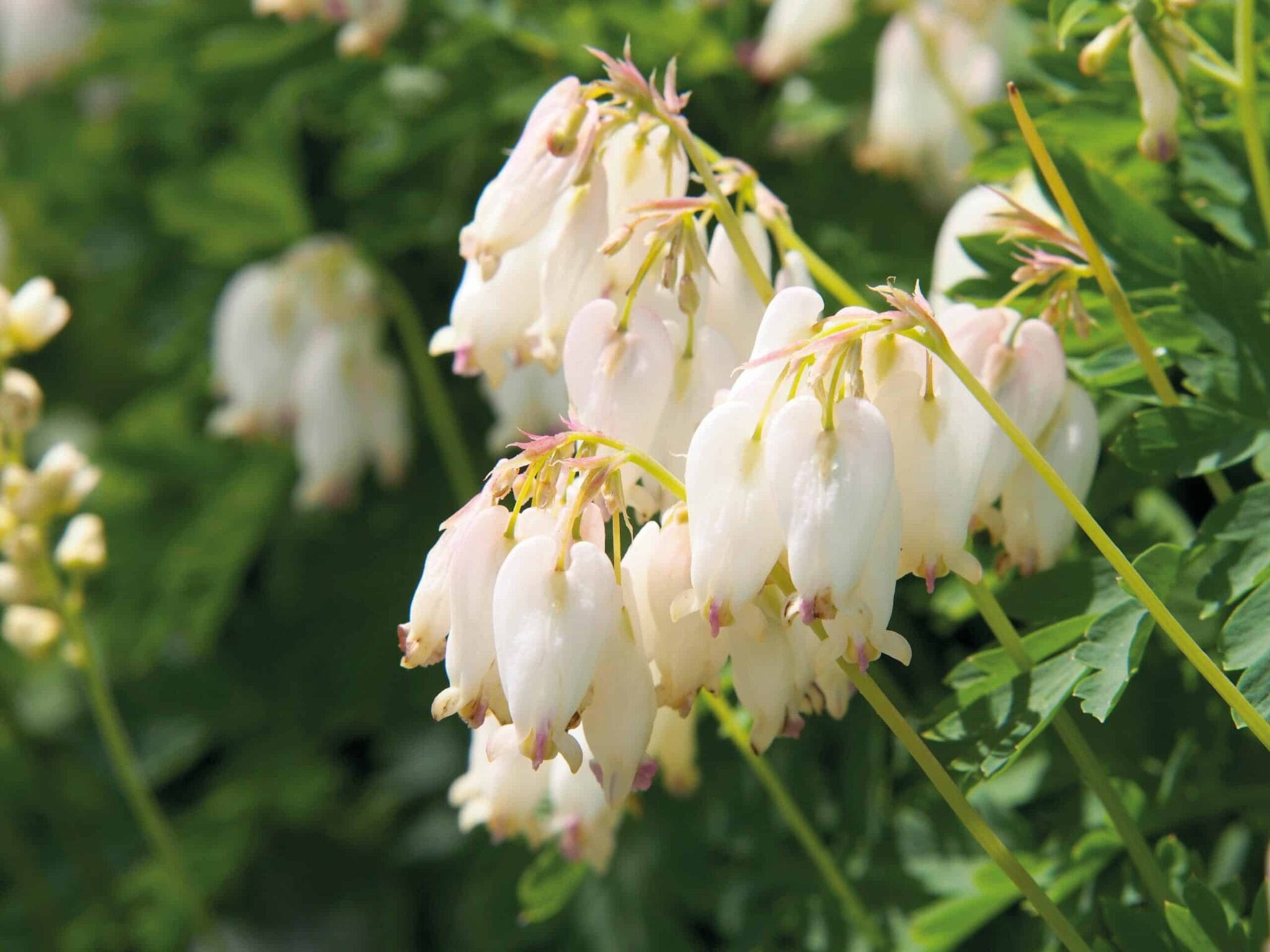 Dicentra Aurora