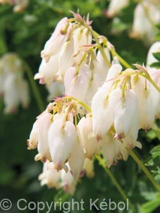 Dicentra Aurora - bag