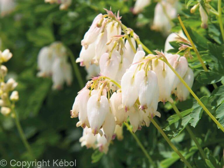 Dicentra Aurora