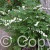 Dicentra Alba