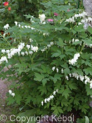 Dicentra Alba