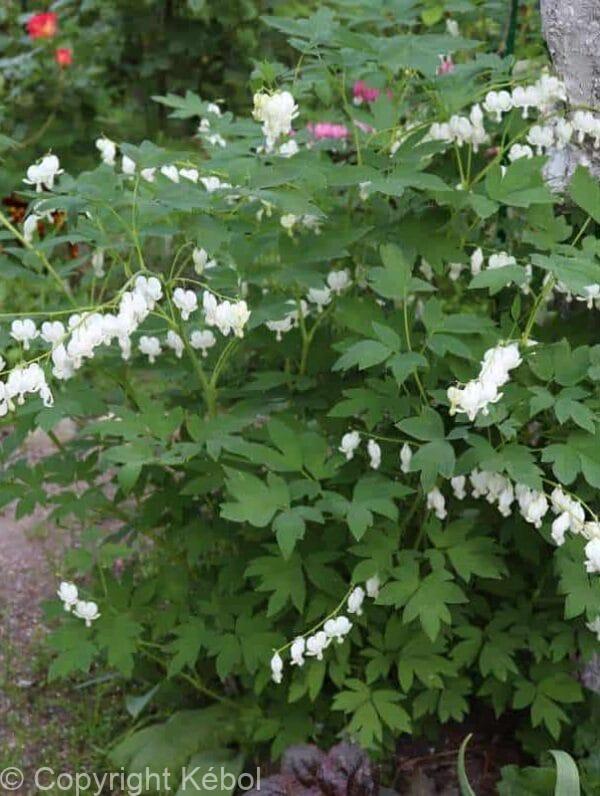 Dicentra Alba
