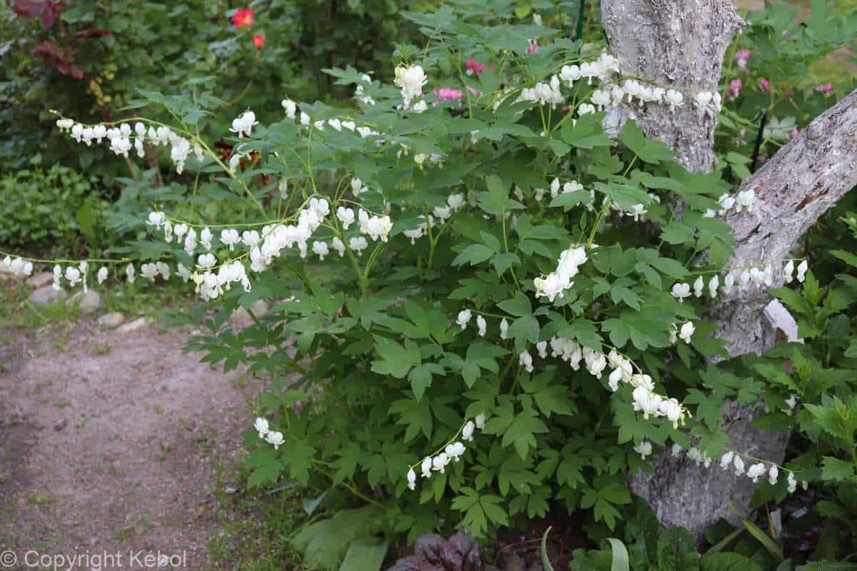 Dicentra Alba