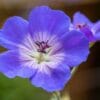 Geranium Bloom Me Away