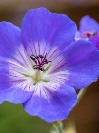 Geranium Bloom me away - bag