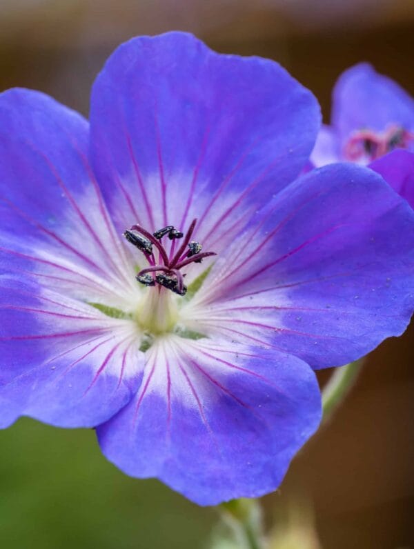 Geranium Bloom Me Away