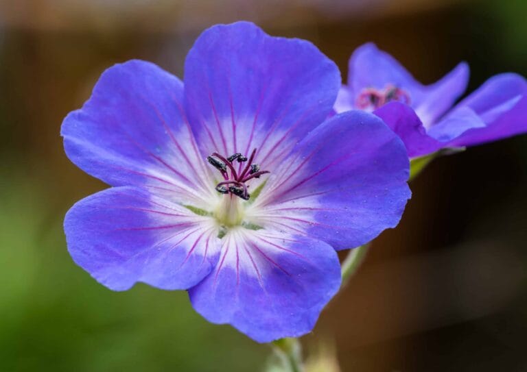 Geranium Bloom Me Away