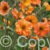 Geum Totally Tangerine