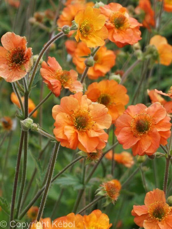 Geum Totally Tangerine