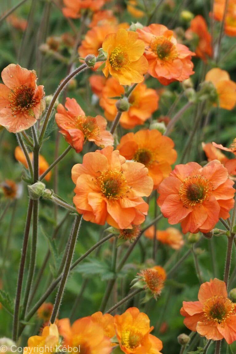 Geum Totally Tangerine