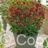 Helenium Ruby Tuesday