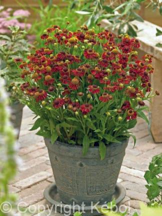 Helenium Ruby Tuesday - bag