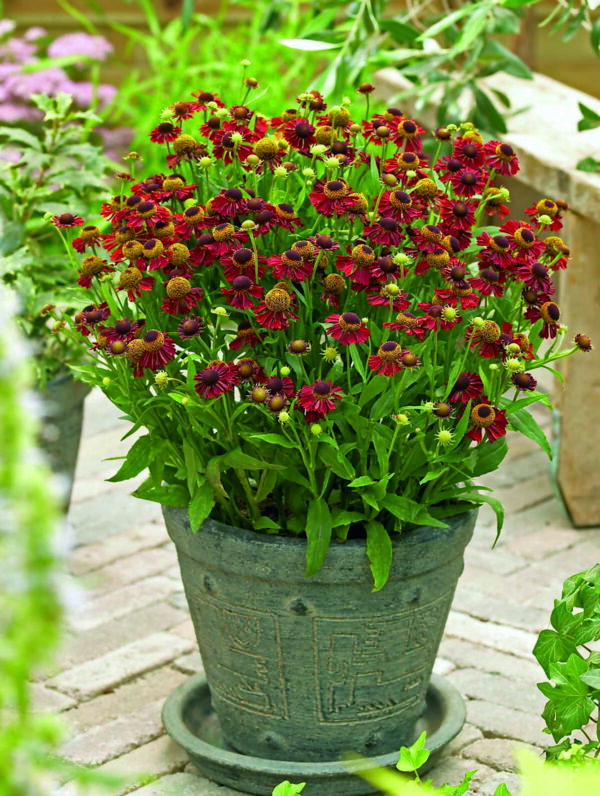 Helenium Ruby Tuesday