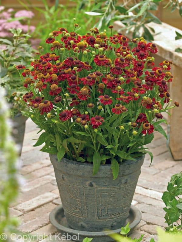 Helenium Ruby Tuesday
