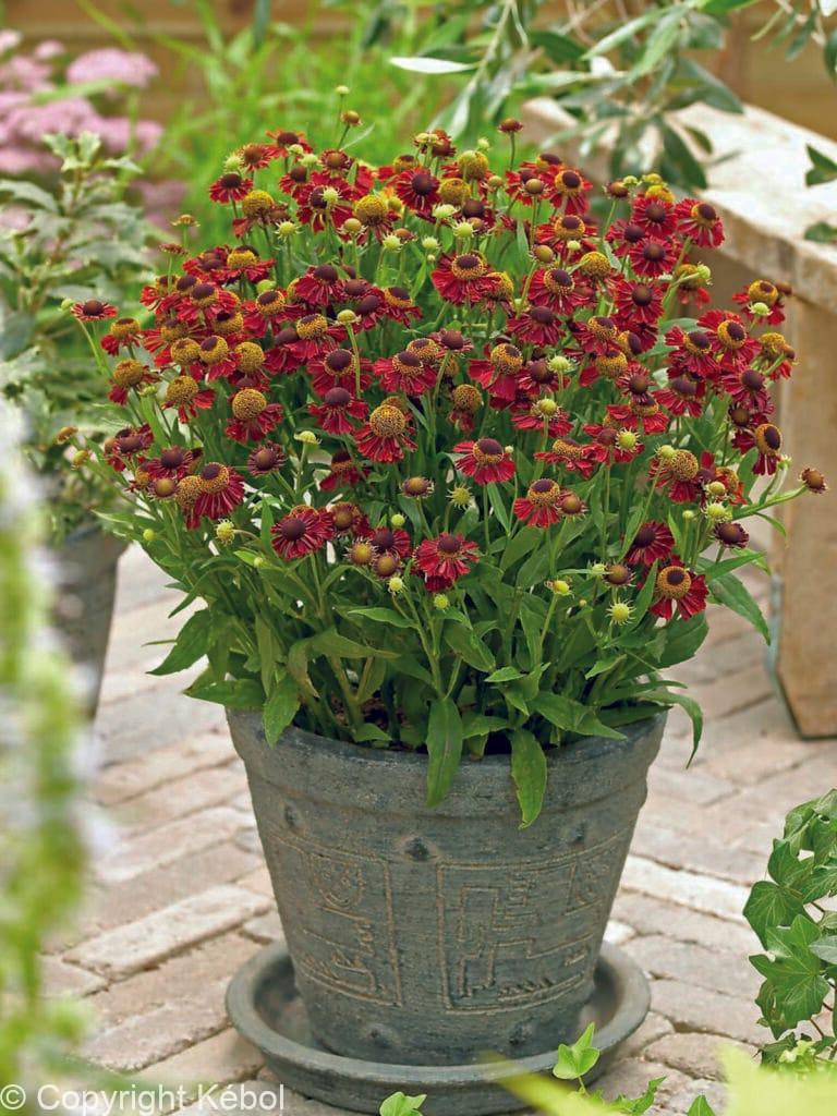 Helenium Ruby Tuesday