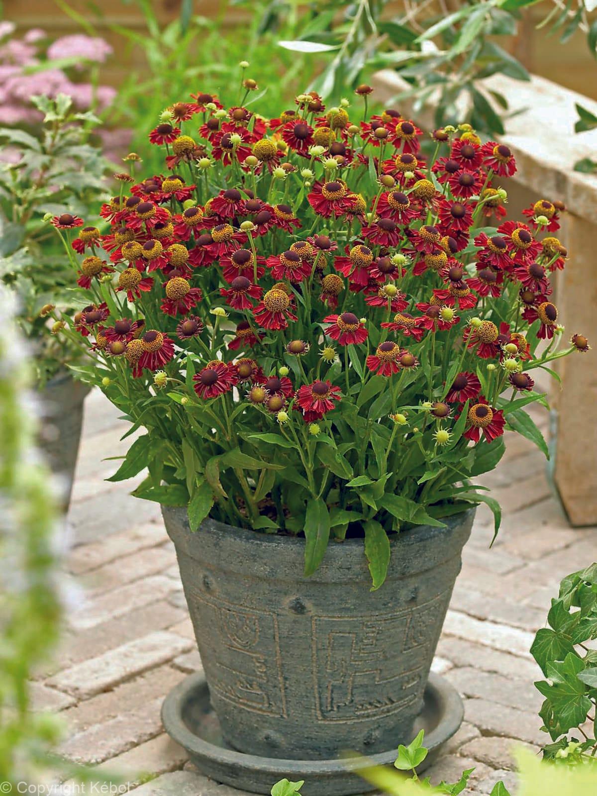 Helenium Ruby Tuesday