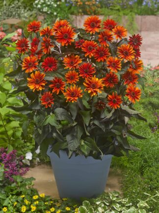 Heliopsis Firetwister
