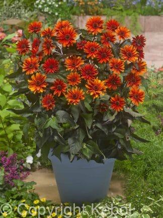 Heliopsis Firetwister - bag