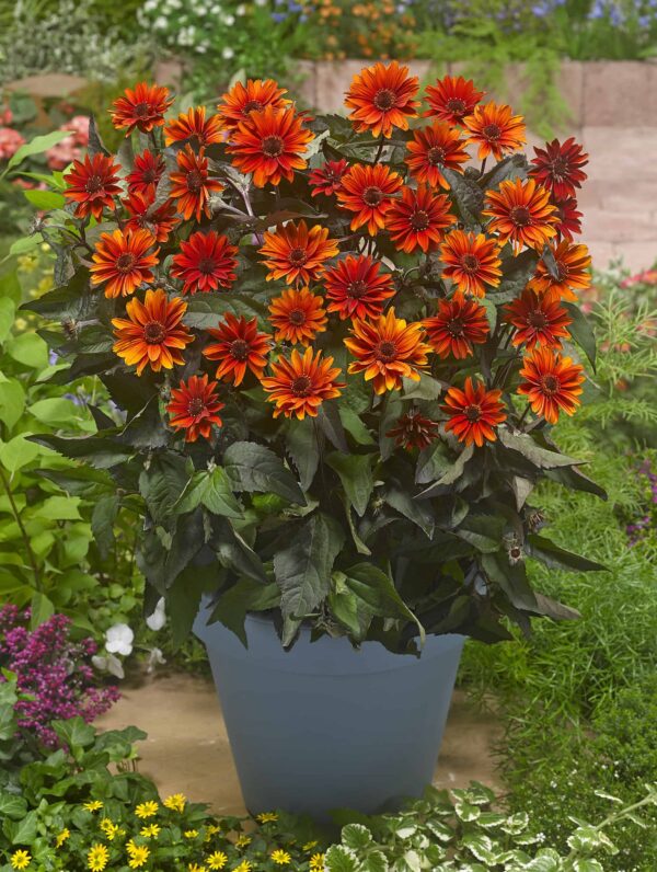 Heliopsis Firetwister - bag