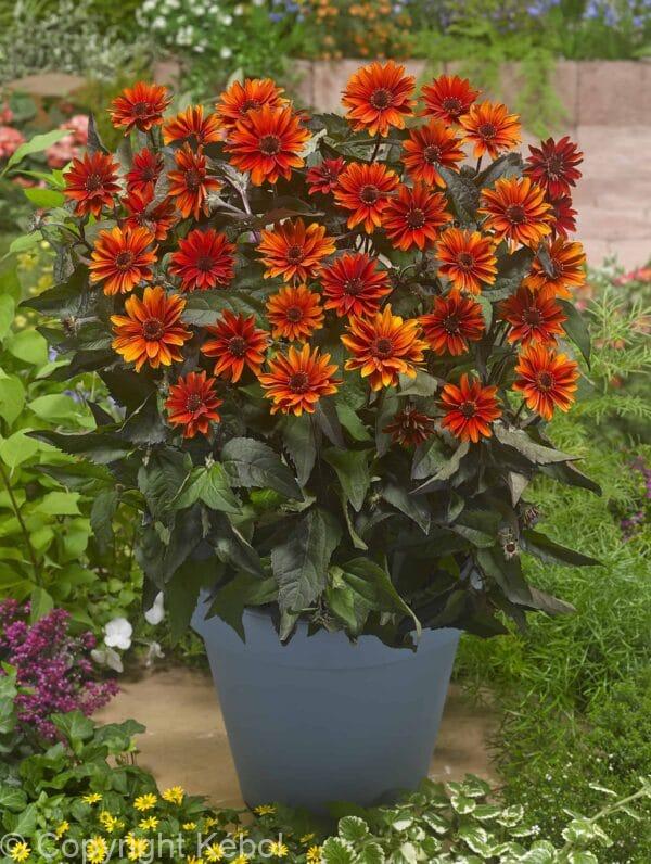 Heliopsis Firetwister