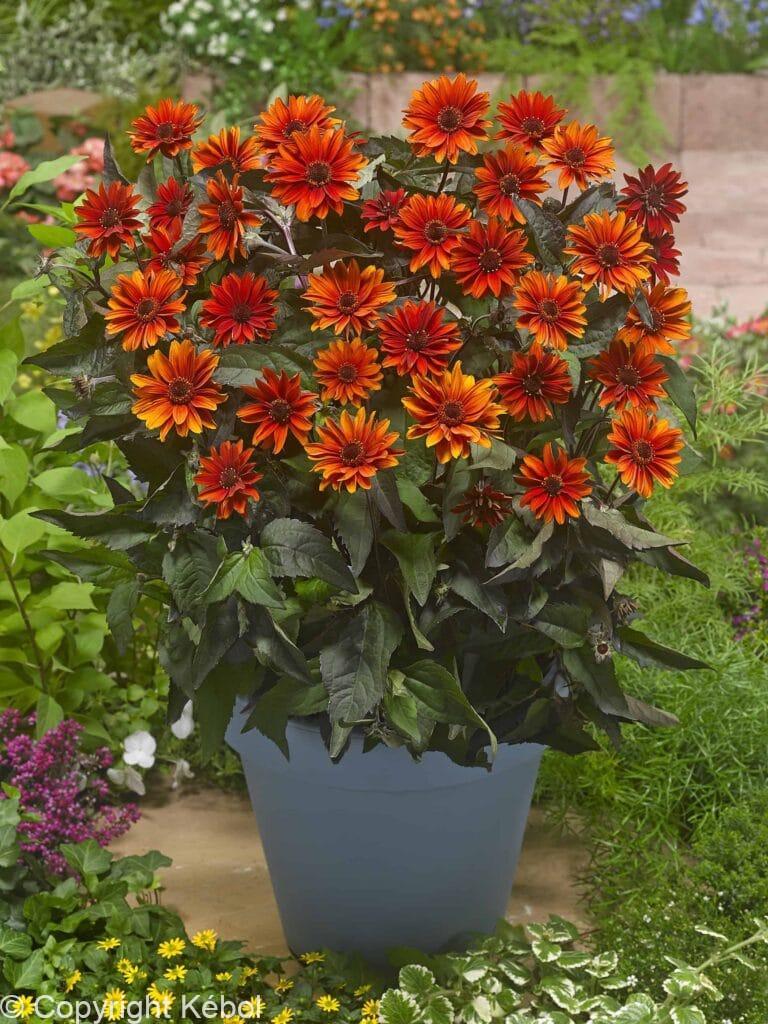 Heliopsis Firetwister