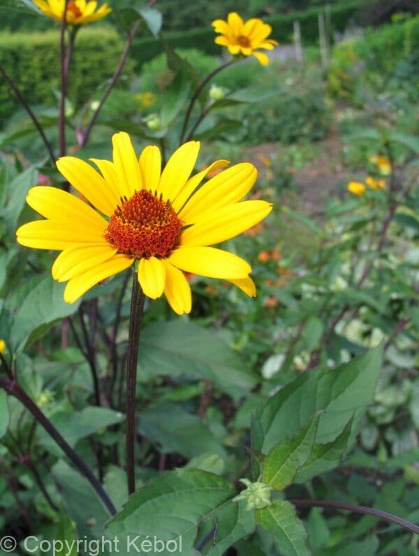 Heliopsis Prairie Sunset