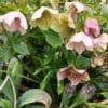 Helleborus orientalis