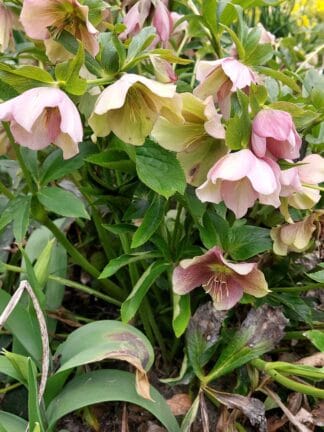 Helleborus Orientalis - case