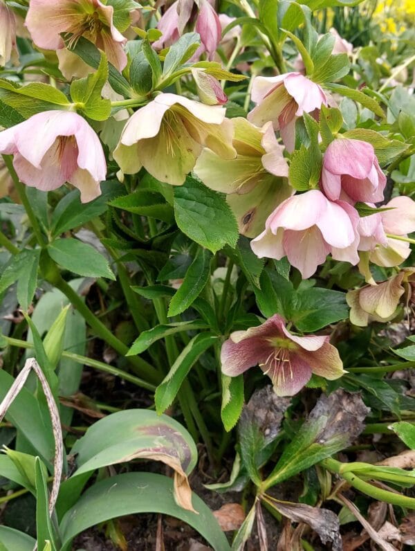 Helleborus Orientalis - bag