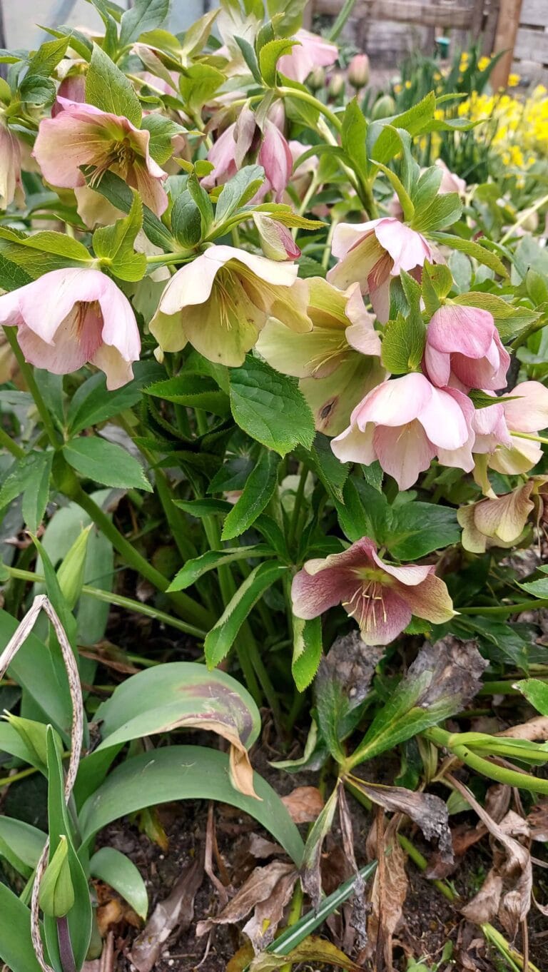 Helleborus orientalis