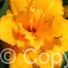 Hemerocallis Condilla