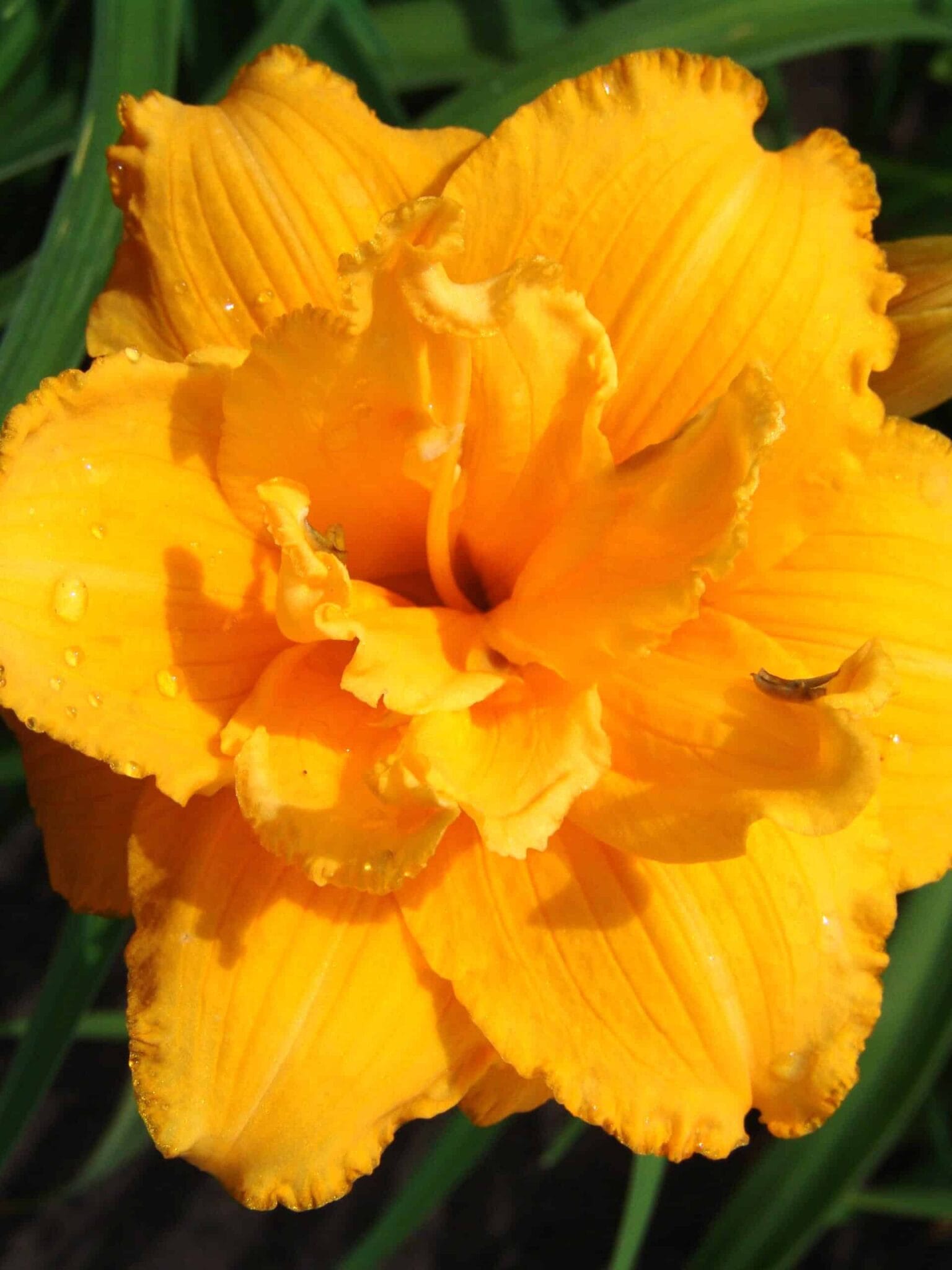 Hemerocallis Condilla
