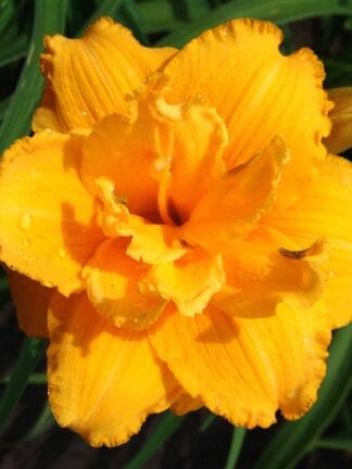 Hemerocallis Condilla - bag