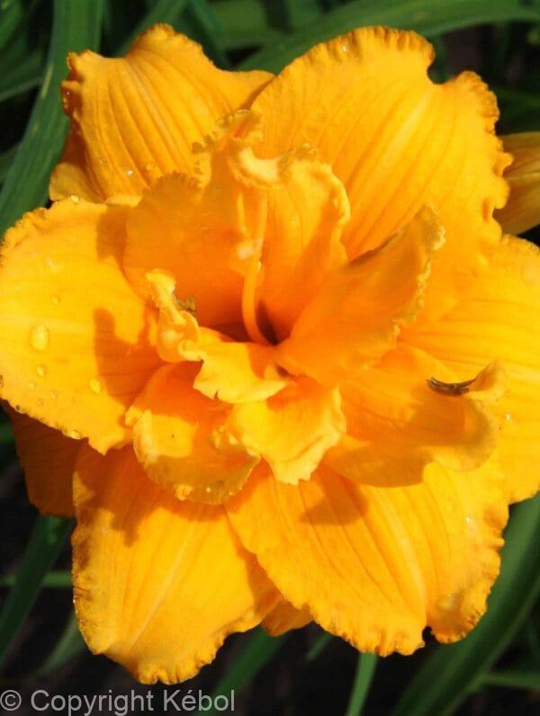 Hemerocallis Condilla