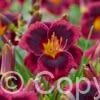 Hemerocallis Plum Perfect