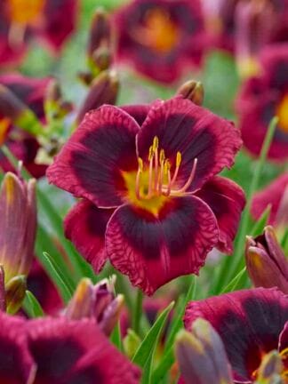 Hemerocallis Plum Perfect - bag