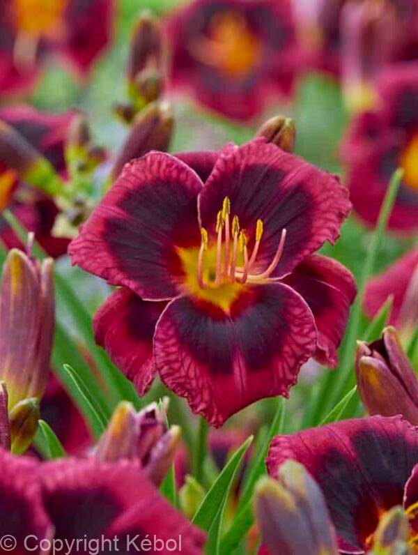 Hemerocallis Plum Perfect