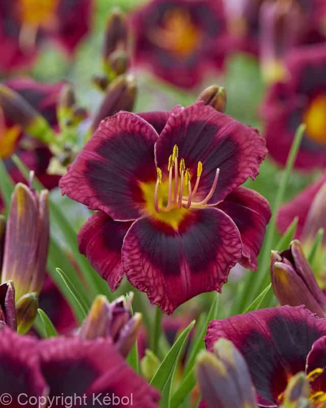 Hemerocallis Plum Perfect