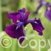 Iris Variegata