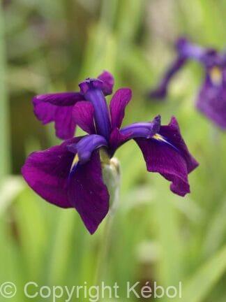 Iris variegata - case