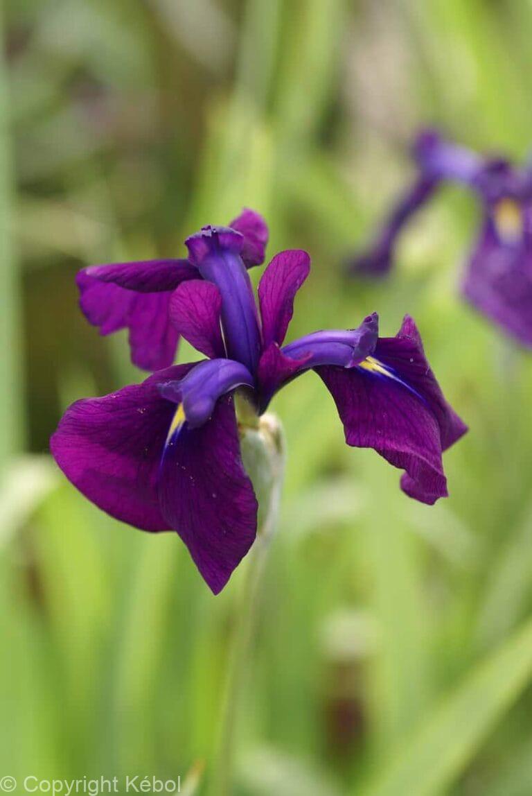 Iris Variegata