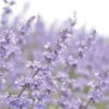 Nepeta Dropmore