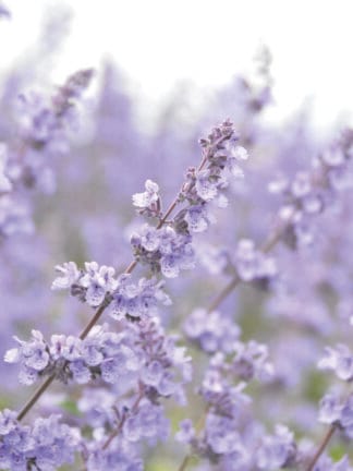 Nepeta Dropmore - bag