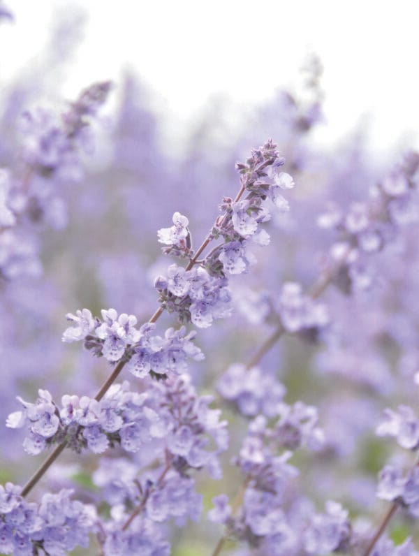 Nepeta Dropmore
