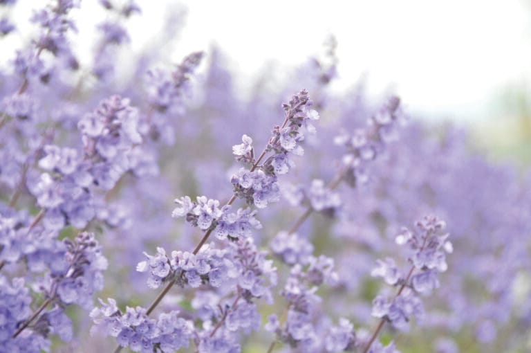 Nepeta Dropmore
