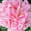 Paeonia Pink Double